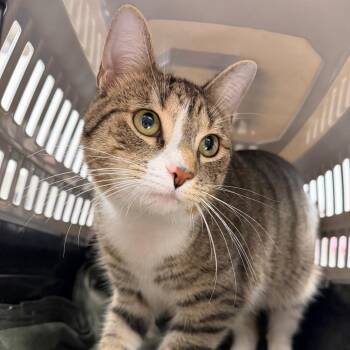 Smokey -  Domestic Short Hair Cat for Adoption in Martinsville, Virginia - Smokey | PetCurious
