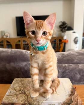 Waffle - Breakfast Litter -  Tabby Cat for Adoption in Anthem, Arizona - Waffle - Breakfast Litter | PetCurious