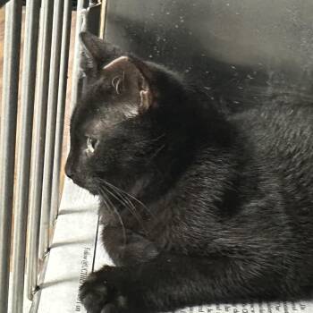Mystique -  Domestic Short Hair Cat for Adoption in Corbin, Kentucky - Mystique | PetCurious