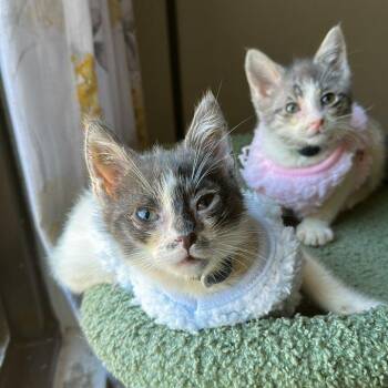 Kona & Bean Coming In -  Domestic Short Hair Cat for Adoption in Clifton, New Jersey - Kona & Bean Coming In | PetCurious