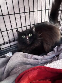AMC -  Domestic Long Hair Cat for Adoption in Mesa, Arizona - AMC | PetCurious