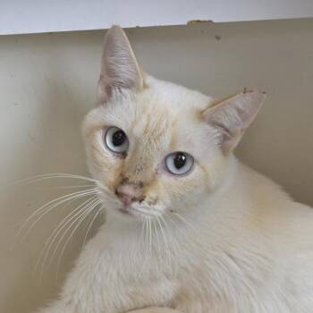 Sour Patch Kid -  Domestic Short Hair Cat for Adoption in Austin, Texas - Sour Patch Kid | PetCurious
