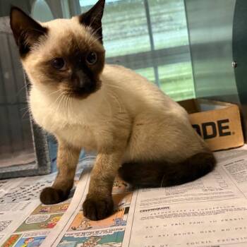 Kai -  Domestic Short Hair Cat for Adoption in Concord, New Hampshire - Kai | PetCurious