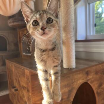 Gorgonzola (Zola) -  Domestic Short Hair Cat for Adoption in Lewis Center, Ohio - Gorgonzola (Zola) | PetCurious