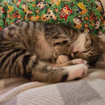 Hans Solo Storesund -  Domestic Short Hair Cat for Adoption in Eagle Mountain, Utah - Hans Solo Storesund | PetCurious