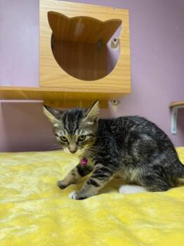 Valentina -  Domestic Short Hair Cat Available for Adoption in Freeport, New York - Valentina | PetCurious