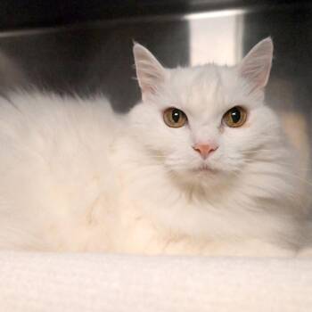 Domestic Long Hair Cats Available for Adoption in West Palm Beach, Florida - Malia | PetCurious