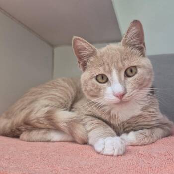 Jeong Mok -  Domestic Medium Hair Cat for Adoption in Newark, New Jersey - Jeong Mok | PetCurious