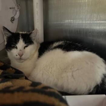 Baguette -  Domestic Short Hair Cat for Adoption in Salt Lake City, Utah - Baguette | PetCurious