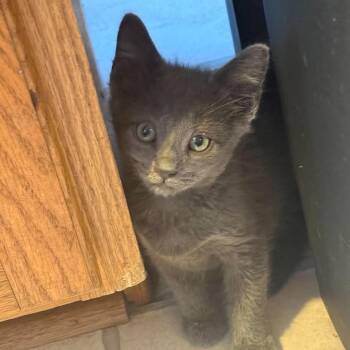Bacon -  Domestic Short Hair Cat for Adoption in Jarrettsville, Maryland - Bacon | PetCurious