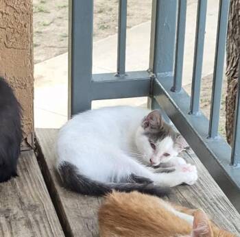 Domestic Short Hair Cats Available for Adoption in San Antonio, Texas - PEGGIE | PetCurious