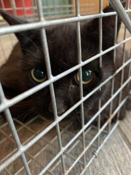 Domestic Short Hair Cats Available for Adoption in Laramie, Wyoming - Joan (Barn Cat) | PetCurious