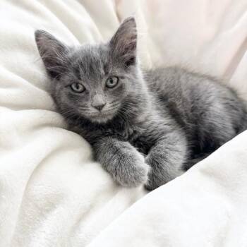 Blue -  Russian Blue and Domestic Short Hair Cat for Adoption in Miami, Florida - Blue | PetCurious