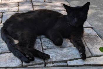 Rescue Domestic Medium Hair Cats for Adoption in Woodland, California - Lola | PetCurious