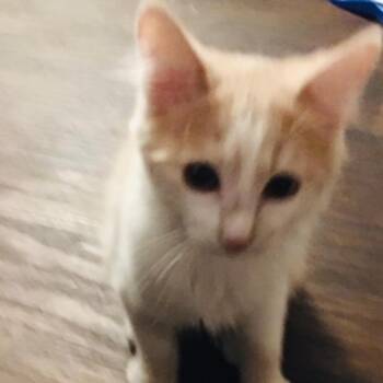 Arlo -  Domestic Short Hair Cat for Adoption in Las Vegas, Nevada - Arlo | PetCurious