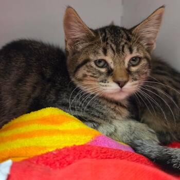 Stacy -  Domestic Short Hair Cat for Adoption in Briarcliff Manor, New York - Stacy | PetCurious