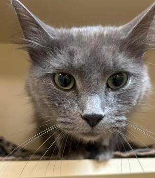 Domestic Medium Hair Cats Available for Adoption - Pretty Girl | PetCurious