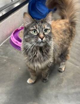 Reese -  Domestic Long Hair Cat for Adoption in Morganton, North Carolina - Reese | PetCurious