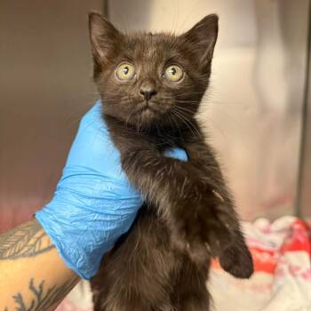 Casper -  Domestic Short Hair Cat Available for Adoption in Martinsville, Virginia - Casper | PetCurious