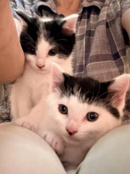 Angus and Bessie -  Domestic Short Hair Cat for Adoption in Portland, Oregon - Angus And Bessie | PetCurious