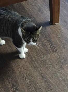 Karla -  Domestic Short Hair Cat for Adoption in Wyoming, Michigan - Karla | PetCurious