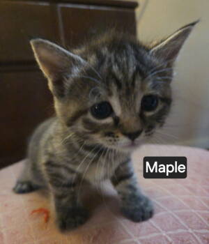 Rescue Domestic Short Hair Cats for Adoption in Telford, Pennsylvania - Maple (Lehigh Litter) | PetCurious