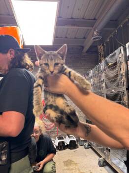 Serene -  Domestic Short Hair Cat for Adoption in Shelbyville, Tennessee - Serene | PetCurious