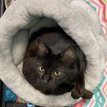 Addy -  Domestic Long Hair Cat for Adoption in Trenton, Maine - Addy | PetCurious