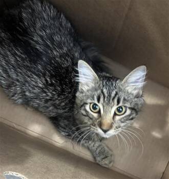 IRMA -  Domestic Medium Hair Cat for Adoption in Dallas, Texas - IRMA | PetCurious