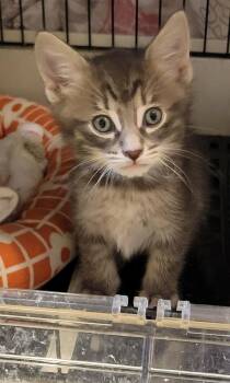 Domestic Short Hair Cats Available for Adoption - Ramen | PetCurious