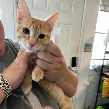 Rescue Domestic Short Hair Cats for Adoption in Eufaula, Alabama - Arthur | PetCurious