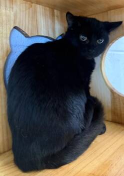 Misty -  Domestic Short Hair Cat for Adoption in Conway, South Carolina - Misty | PetCurious