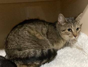 Lady Bird- retired momma -  Domestic Short Hair Cat for Adoption in Pierceton, Indiana - Lady Bird- Retired Momma | PetCurious