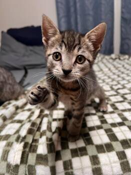 Edgar (must adopt with Poe) -  Tabby Cat for Adoption in New Bedford, Massachusetts - Edgar (must Adopt With Poe) | PetCurious