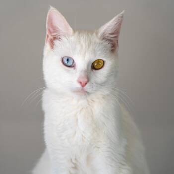 Camellia -  Domestic Short Hair Cat for Adoption in Durango, Colorado - Camellia | PetCurious
