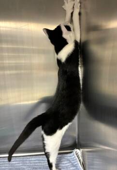 Jupiter -  Domestic Short Hair Cat for Adoption in Elmsford, New York - Jupiter | PetCurious