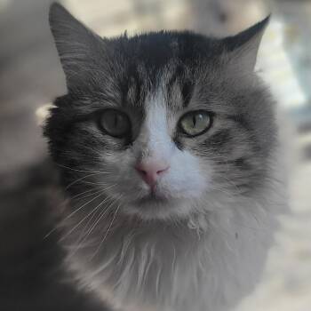 Domestic Long Hair Cats Available for Adoption in Rochester, Minnesota - Oakley | PetCurious
