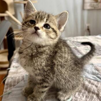 Domestic Short Hair Cats Available for Adoption in Chattanooga, Tennessee - Steve | PetCurious