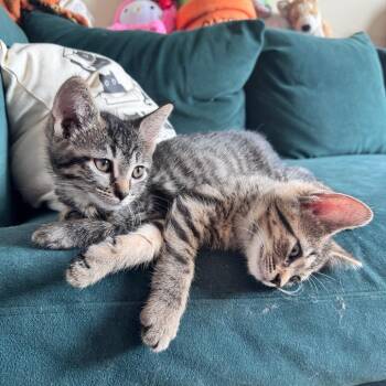 Pig -  Domestic Short Hair Cat for Adoption in Chicago, Illinois - Pig | PetCurious