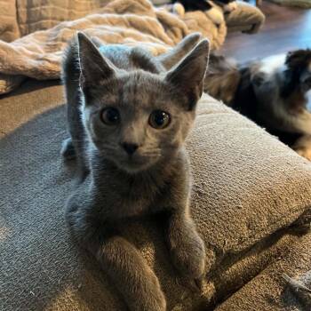 Spring -  Domestic Short Hair Cat for Adoption in Waynesboro, Pennsylvania - Spring | PetCurious