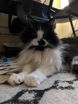 Domestic Long Hair Cats Available for Adoption in Hermitage, Pennsylvania - Pearl | PetCurious