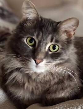 Norwegian Forest Cat and Maine Coon Cats Available for Adoption - Valentine & Midnight-BONDED PAIR | PetCurious