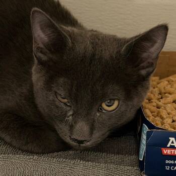 Nolan -  Domestic Short Hair Cat for Adoption in Yuma, Arizona - Nolan | PetCurious
