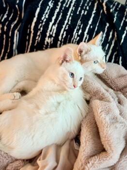 Domestic Short Hair Cats Available for Adoption - Caster | PetCurious