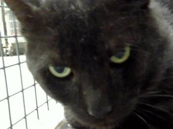 Rescue Domestic Short Hair Cats for Adoption in Pasadena, Texas - BAGHEERA | PetCurious
