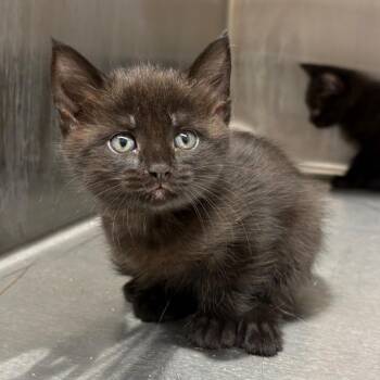 Scone -  Domestic Short Hair Cat for Adoption in Morganton, North Carolina - Scone | PetCurious