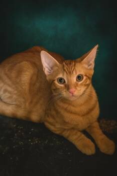 Rescue Domestic Short Hair and Applehead Siamese Cats for Adoption in Lakeport, California - Forest | PetCurious