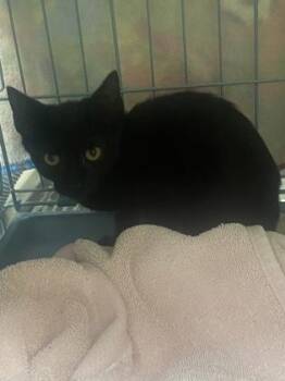 Angus -  Domestic Short Hair Cat for Adoption in Gainesville, Florida - Angus | PetCurious