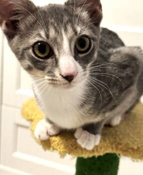 Rescue Domestic Short Hair and Tabby Cats for Adoption in Pompano Beach, Florida - Bix | PetCurious