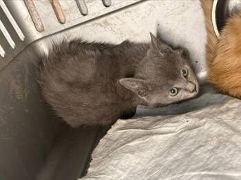 A1271471 -  Domestic Short Hair Cat for Adoption in Charlotte, North Carolina - A1271471 | PetCurious